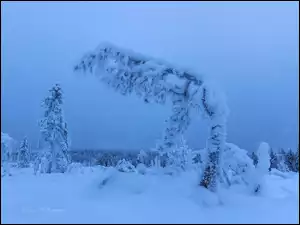 Zaśnieżone, Zaspy, Las, Zima, Drzewa