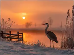 Jezioro, Szuwary, Grafika AI, Czapla, Zachód słońca, Zima, Trzciny