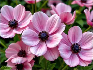 Zbliżenie, Różowe, Kwiaty, Zawilce