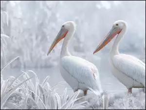 Dwa pelikany obok oszronionych zarośli nad wodą