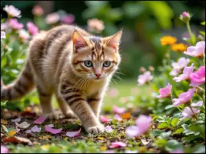 Kwiaty, Kot, Ogród, Trawa