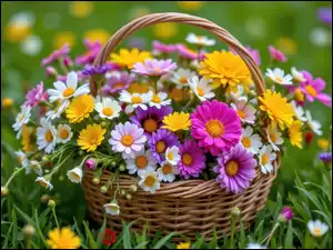 Polne, Kolorowe, Bukiet, Koszyk, Kwiaty, Wiklinowy
