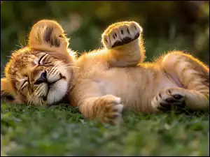 Małe lwiątko śpiące na trawie