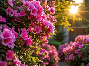Różowe, Azalie, Promienie słońca, Kwiaty, Ogród, Krzewy, Różanecznik