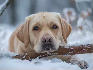 Śnieg, Leżący, Pies, Labrador retriever