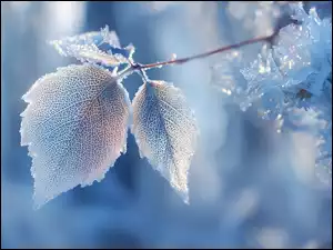 Dwa niebieskie zmarznięte liście na oszronionej gałązce