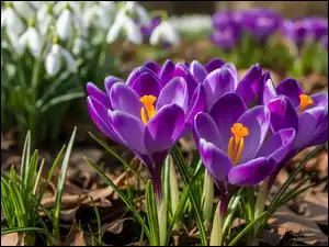 Przebiśniegi, Fioletowe, Krokusy, Białe