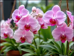 Kwitnące różowe storczyki i liście w zbliżeniu