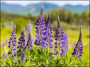 Łubin, Kwitnący, Fioletowy