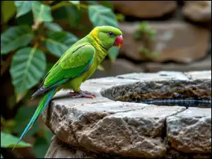 Zielona, Papuga, Kamienne, Grafika AI, Ptak, Poidło