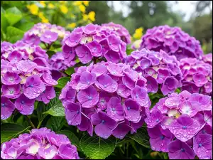 Hortensje, Kwiaty, Mokre