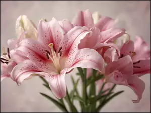 AI, Różowe, Lilie, Zbliżenie