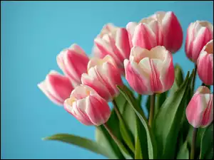 Tulipany, Niebieskie tło, Biało-różowe, Kwiaty, Bukiet