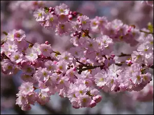 Drzewo owocowe, Gałązka, Wiśnia japońska