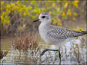 Rośliny, Ptak, Siewnica, Woda