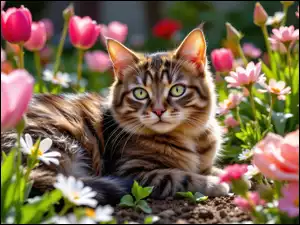 Kwiaty, Kot, Leżący, Bury