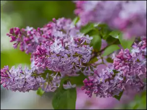 Lilak, Ukwiecona, Gałązka, Bez