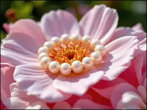 Zbliżenie, Różowy, Kwiat, Perły