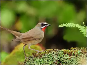 Paproć, Ptak, Słowiczek rubinowy, Kamień