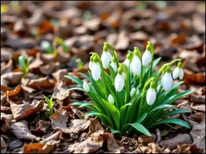 Białe, Kwiaty, Suche, AI, Przebiśniegi, Liście