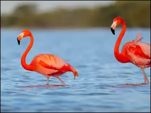 Jezioro, Dwa, Flamingi