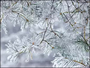 Sosny, Ośnieżone, Gałązki