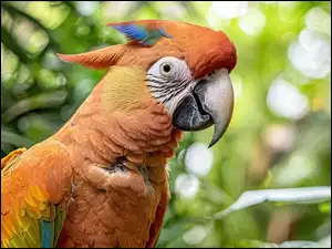 Ara, Pomarańczowa, Papuga