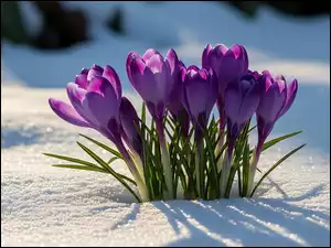 Kwiaty, Grafik AI, Krokusy, Ciemnofioletowe, Śnieg