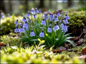 Dzwonki, Fioletowe, Rozświetlone