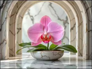 Różowy, Kwiat, Storczyk