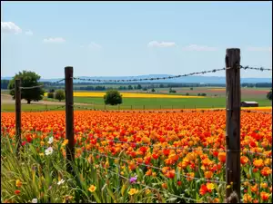 Ogrodzenie na polu tulipanów i góry w oddali