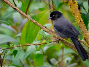 Liście, Ptak, Goleńczyk ciemny, Gałązka