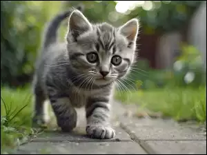 Szary, Kot, Chodnik, Grafika AI, Kotek, Trawa