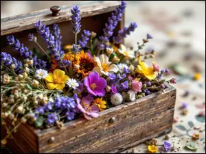 Kwiaty, Drewniana, Skrzynka, Lawenda