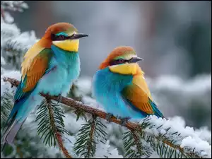 Ośnieżona, Grafika AI, Żołny, Dwie, Gałązka