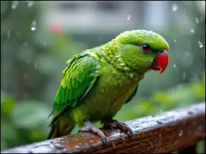 Zielona papuga siedząca na mokrej poręczy w padającym deszczu