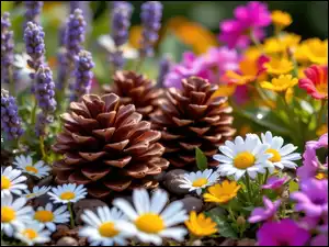 Stokrotki, Szyszki, Kwiaty, Kolorowe, Lawenda