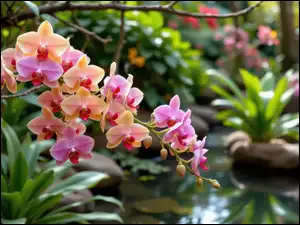 Oczko wodne, Roślinność, Storczyki, Kwiaty, Kamienie