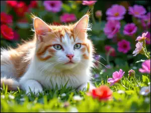 Kwiaty, Biało-rudy, Kot