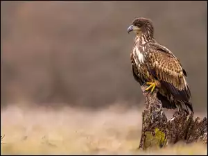 Konar, Bielik zwyczajny