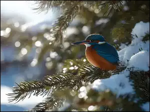 Zimorodek na ośnieżonej gałązce sosny