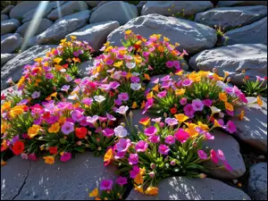 Grafika AI, Kamienie, Kolorowe, Kwiaty