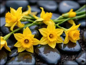 Kamienie, Kwiaty, Narcyzy żonkile