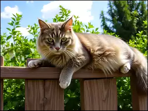 Puszysty, Kot, Zieleń, Grafika AI, Płot, Niebo