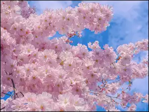 Drzewo owocowe, Gałązki, Kwiaty, Różowe, Wiśnia japońska