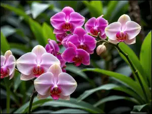 Liście, Storczyki, Ròżowe, Jasnoróżowe