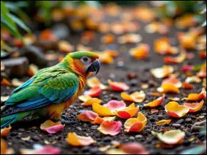 AI, Papuga, Płatki, Kwiatów
