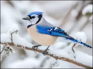 Gałąź, Modrosójka, Ośnieżona