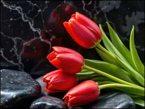 Kamienie, Marmurowe, Czerwone, Tulipany, Tło