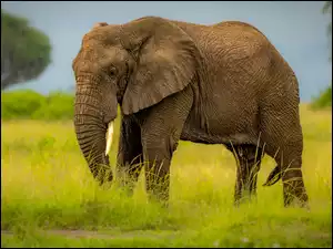 Trąba, Trawa, Opuszczona, Słoń, Zielona